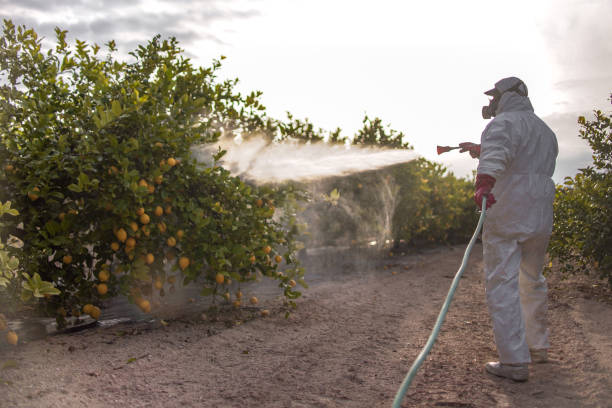 Best Ant Control Services  in Dunnavant, AL