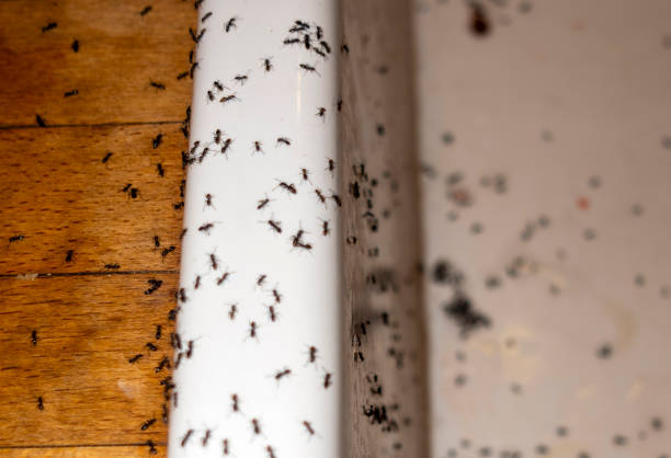 Best Pest Control Near Me  in Dunnavant, AL