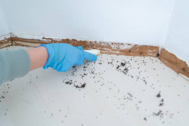 Best Affordable Pest Control Services  in Dunnavant, AL